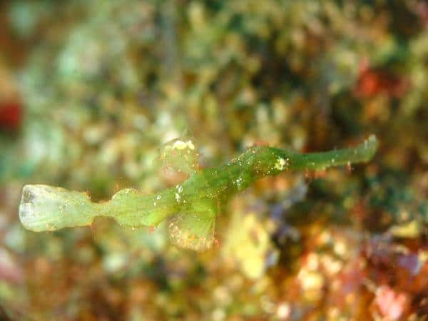 halimeda blog august Halimeda ghost pipefish