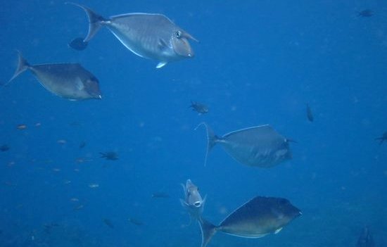 unicornfish_blog unicorn fish