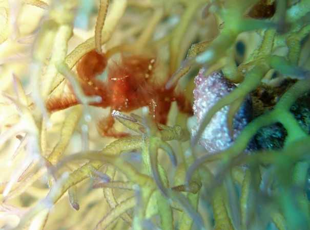 weekly blog lauren 1 DMT Lauren's last week in Bunaken