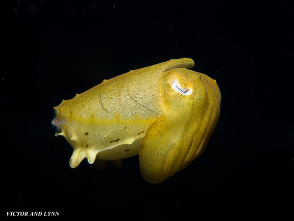 Broadclub Cuttlefish 1 Behind the disguise of the Broadclub Cuttlefish in Lembeh