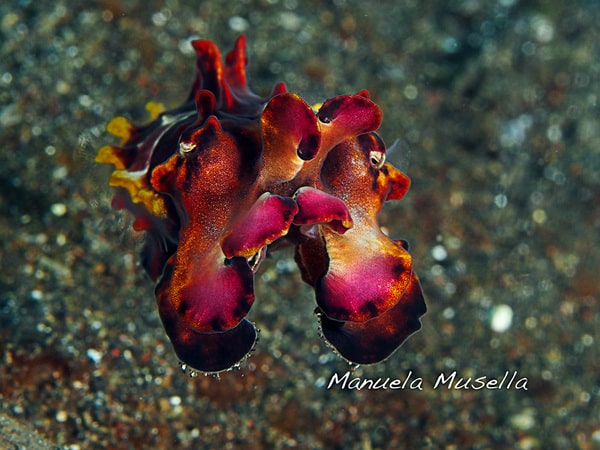 Flamboyant Head on Fabulous Flamboyant Cuttlefish Of Lembeh