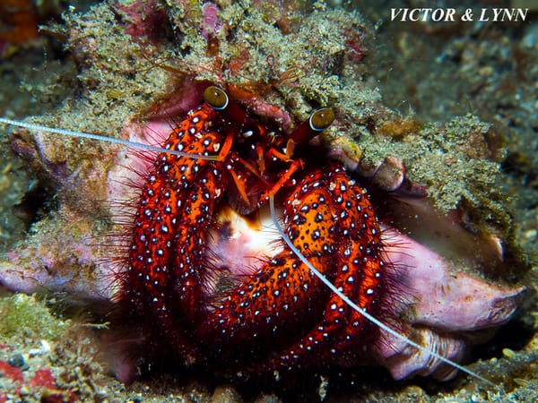 White Spotted Hermit Crab Night Diving Lembeh With The White Spotted Hermit Crab