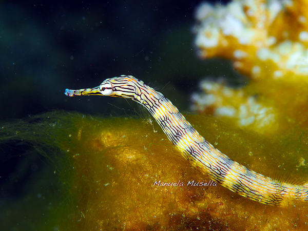 Network Pipefish in Lembeh