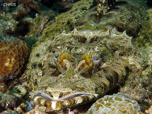 divemaster Lembeh – crocodile fish divemaster Lembeh - crocodile fish