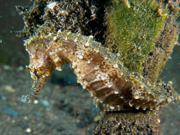 Seahorse – House Reef – Amed Bali Seahorse - House Reef - Amed Bali