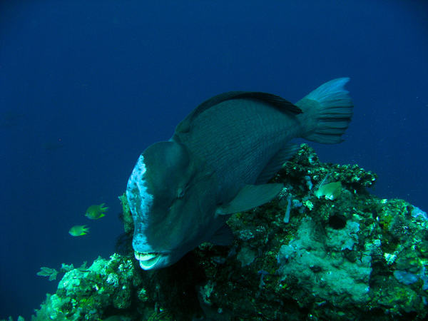 humphead parrotfish