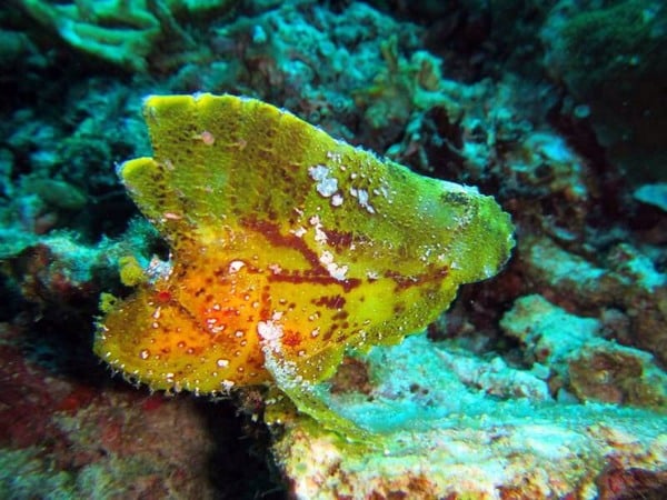 scorpion leaf fish – Bunaken scorpion leaf fish - Bunaken