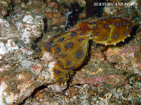 Blue Ringed Octopus Lembeh’s Blue Ringed Octopus Display Their Colours