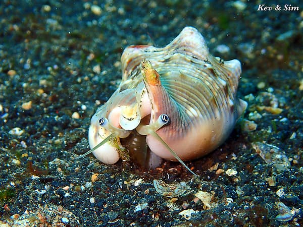 Conch The Quirky Vomer Conch makes an appearance in Lembeh