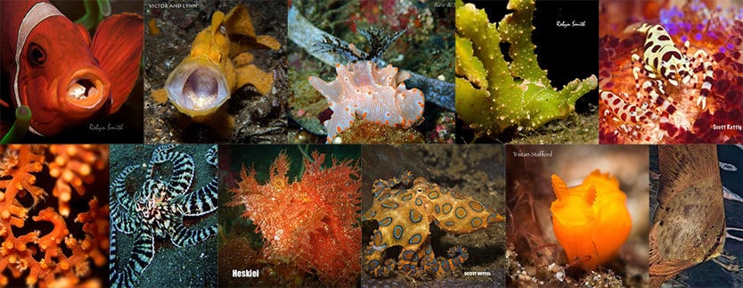 Fabulous trip to the Lembeh Strait