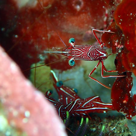 Durban Dancing Shrimp durban dancing shrimp Lembeh