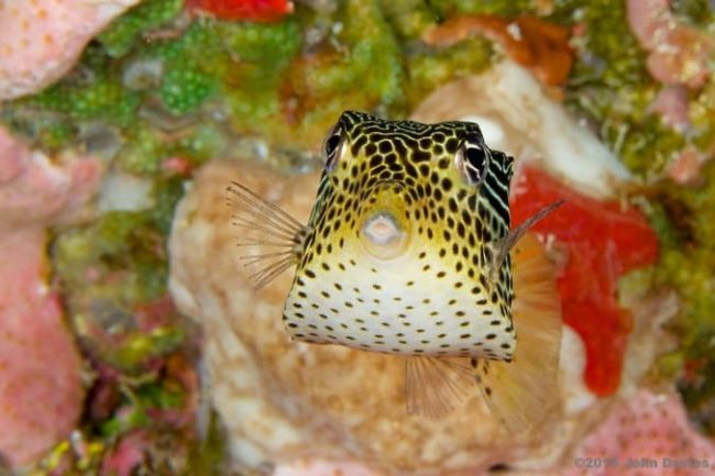Manado10 boxfish sightings in Bunaken