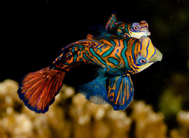 Mandarinfish Lembeh Lembeh Diving Mandarin