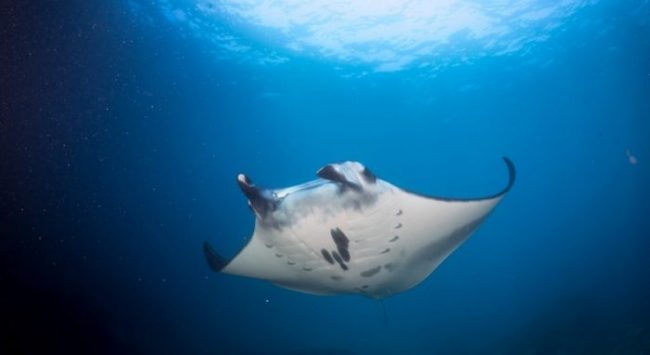 Manta ray at Nusa Penida Manta-Bali-Penida