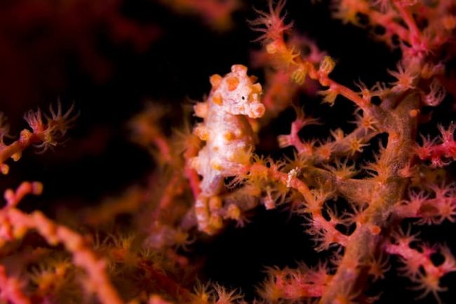 Pygmy Seahorse Pygmy seahorse seketong