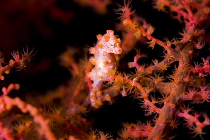 Pygmy seahorse seketong