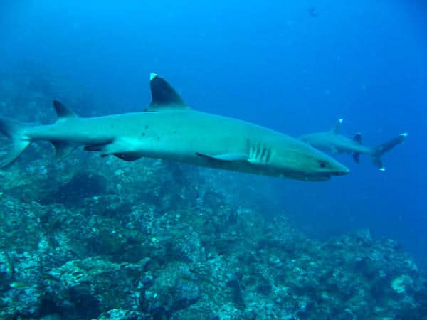 Sharks Spotted in Bunaken Sharks Spotted in Bunaken