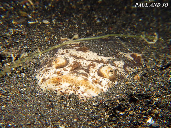 Stargazer The Reticulated Stargazer Mesmerizes in Lembeh