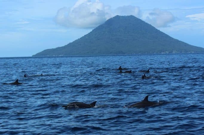 bunaken dolphins spotted in Bunaken