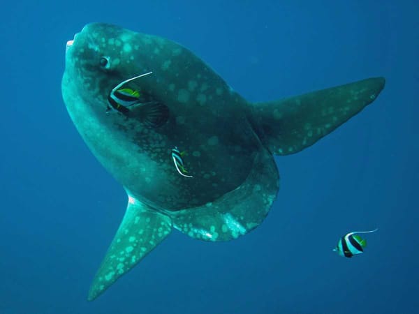 mola mola mola in Nusa Lembongan