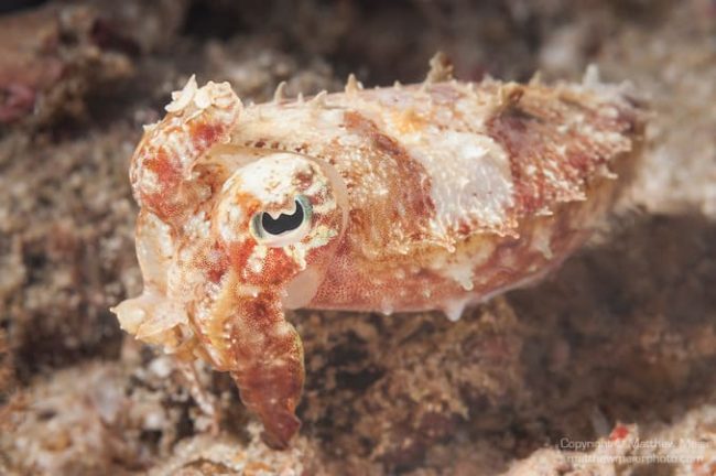 pygmy-cuttlefish-photo-031698 cuttlefish
