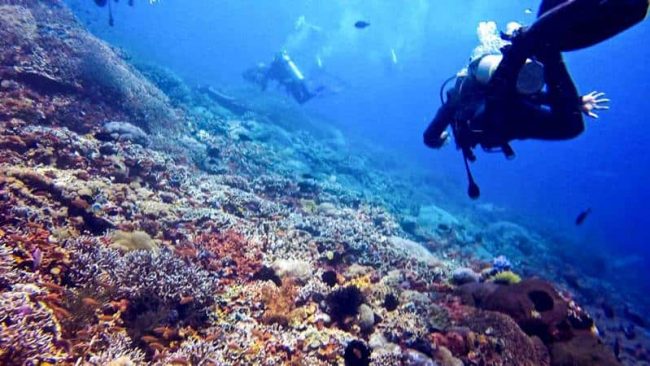 two-fish-2 Ian the divemaster training in lembongan divesite
