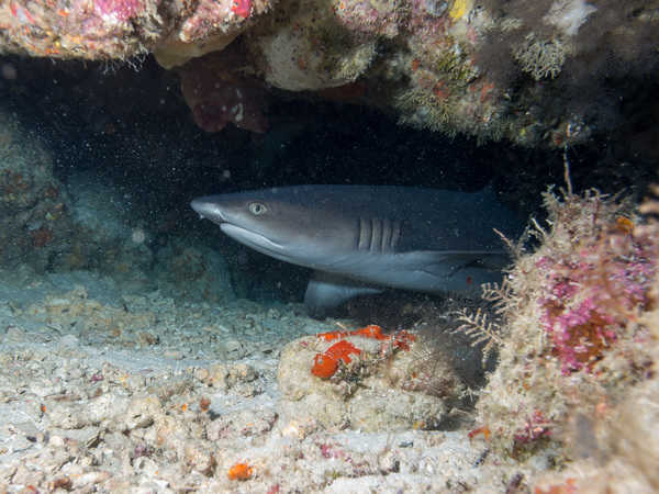 OLYMPUS DIGITAL CAMERA Open Water Diver see the white tip shark by OLYMPUS DIGITAL CAMERA
