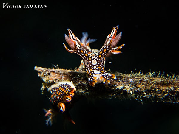 Bornella anguilla Take a Peek at the Bornella anguilla Nudibranch of Lembeh