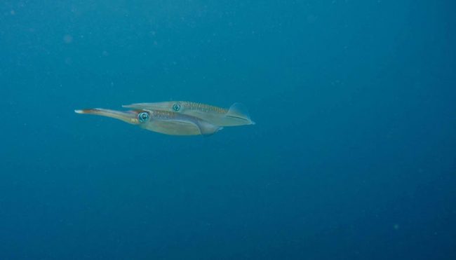 Cuttlefish Cuttlefish - Diving in Amed Bali