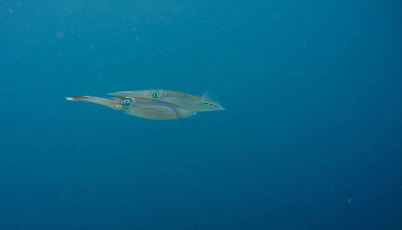 Cuttlefish Cuttlefish - Diving in Amed Bali