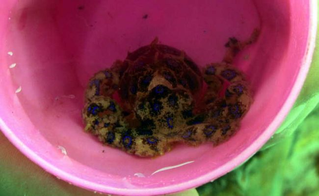 DM zoe diving in South Lombok