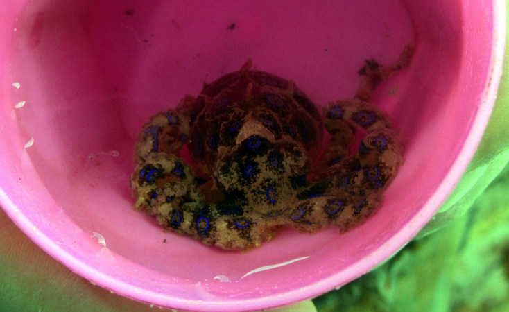 DM zoe diving in South Lombok