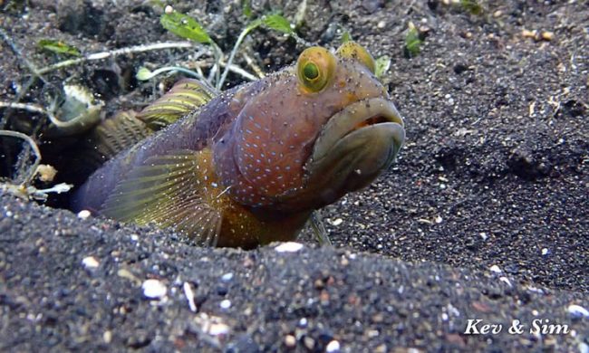 Goby Say Hello To The Little Gobies In The Dark Sands Of Lembeh