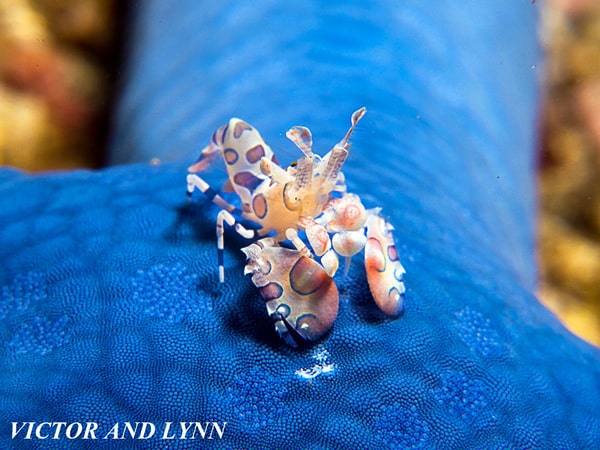Harlequin Shrimp The Colourful Harlequin Shrimp of Lembeh