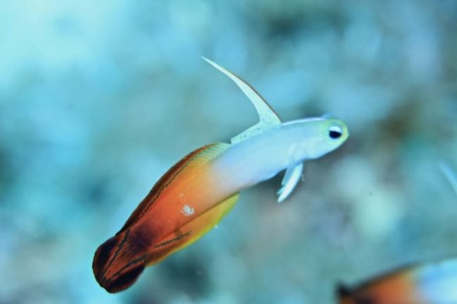 Red Fire Goby Lembongan A whole lot of macro on Lembongan