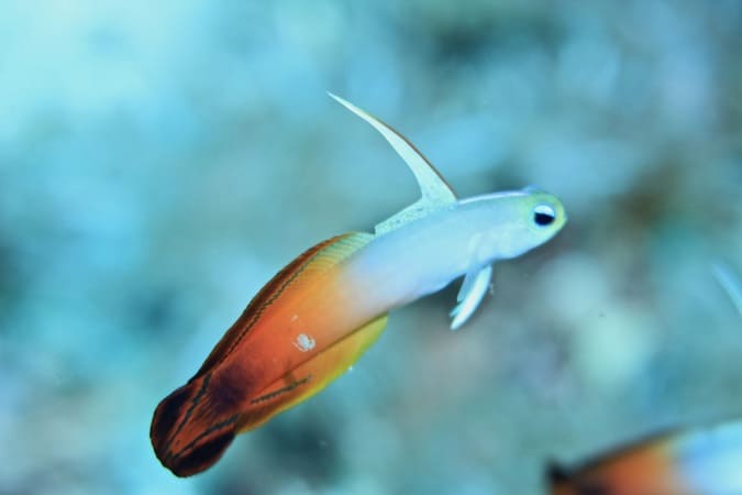 Red Fire Goby Lembongan A whole lot of macro on Lembongan