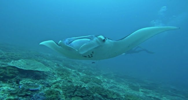 Manta at Manta Point Nusa Penida