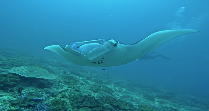 Manta at Manta Point Nusa Penida