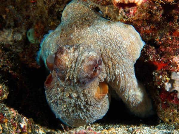 Octopus-tulamben Octopus tulamben bali