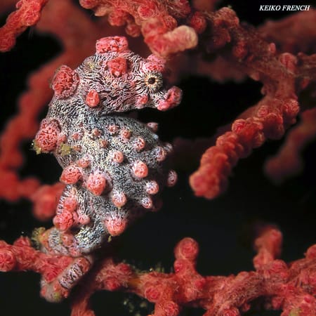 Pygmy seahorse Pygmy seahorse Lembeh