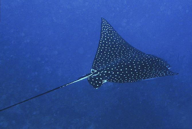 Ray-eagle-spotted-121-Kri Eagle rays in Bunaken