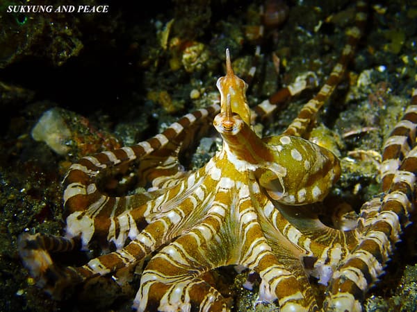 Wunderpus At Dusk and Dawn with Lembeh’s Wunderpus