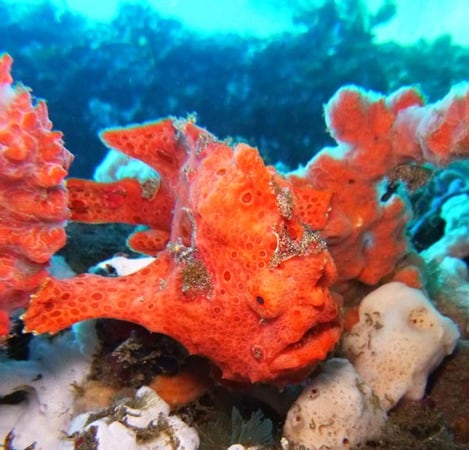frogfish Frogfish, USAT Liberty, Tulamben, Bali