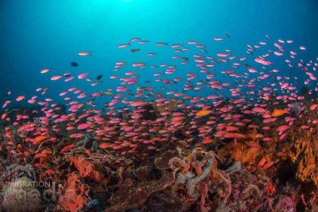 fish Belongas Bay south lombok