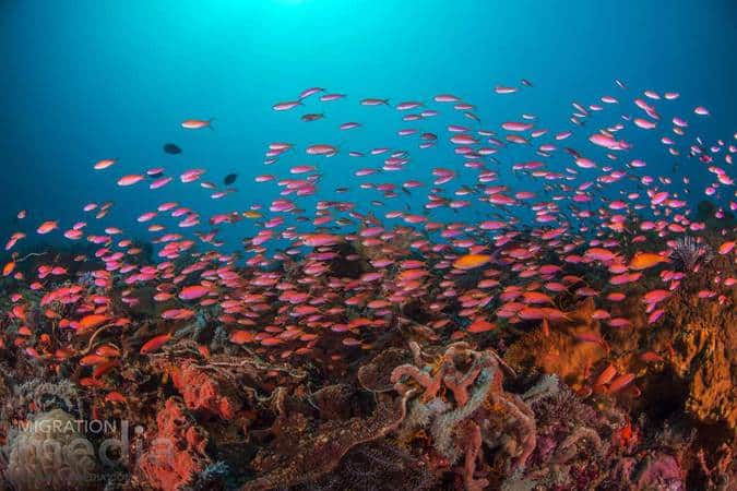 fish Belongas Bay south lombok