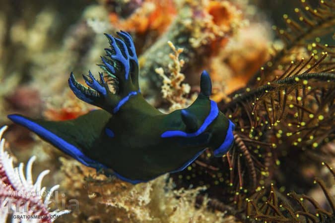 nudi-blue paradise diving in Lombok nudibranch blue