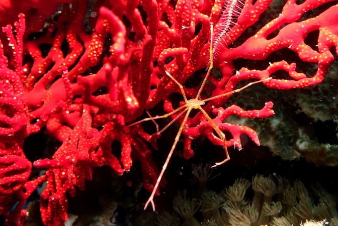 Crab Beate Awesome Underwater Christmas in Lembongan