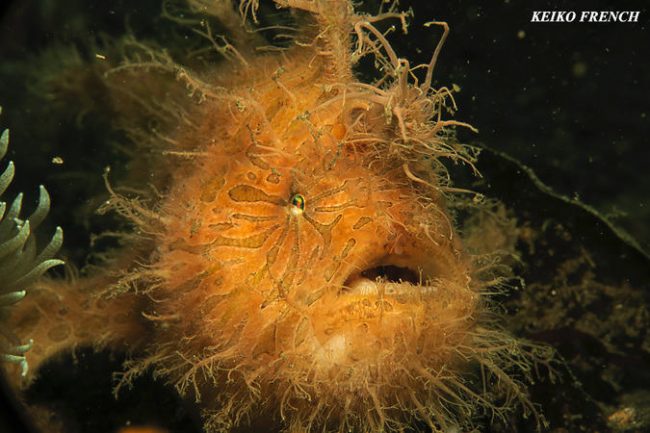Hairy frogfish – resized – KF
