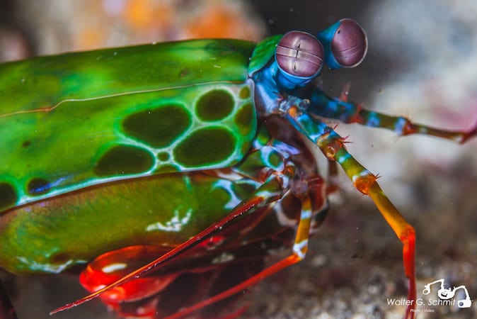 Mantis Shrimp Crystal Bay Walter The most amazing animal on Earth