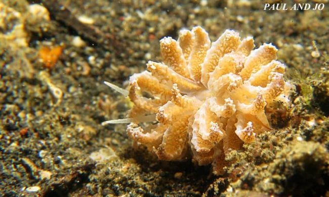 Phyllodesmium Longicirrum – resized Happy New Year From Lembeh and the Beautiful Phyllodesmium longicirrum